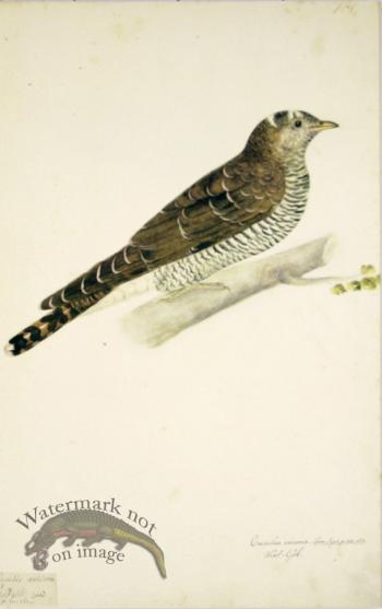 161 Swedish Birds . Cuculus Canorus, Common Cuckoo